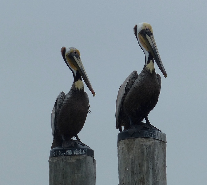 Brown Pelicans